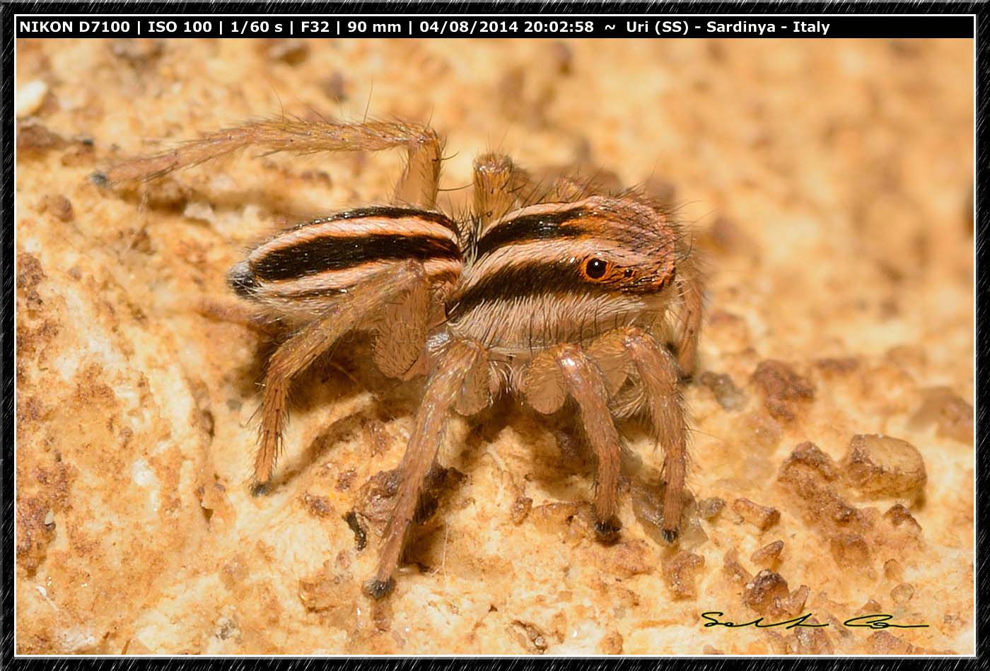 Phlegra bresnieri (Lucas, 1846)
